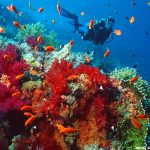 Dive Into Hurghada on the Cruise to the Red Sea