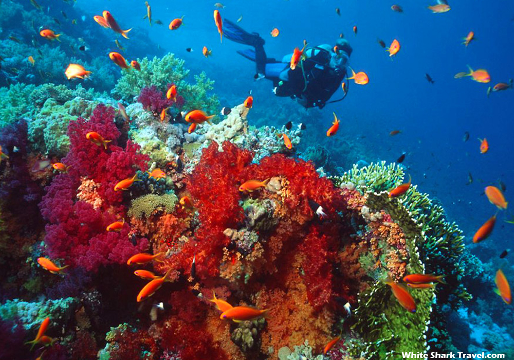 Dive Into Hurghada on the Cruise to the Red Sea