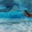 Swim with Stingrays in Grand Cayman: Tips for a Safe and Memorable