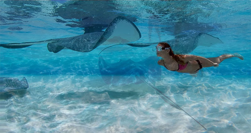 Swim with Stingrays in Grand Cayman: Tips for a Safe and Memorable